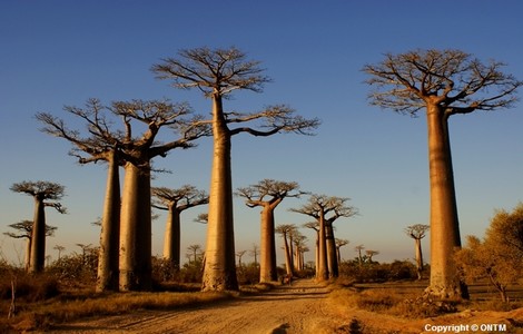 Z - Mada, à l'ombre des Baobabs